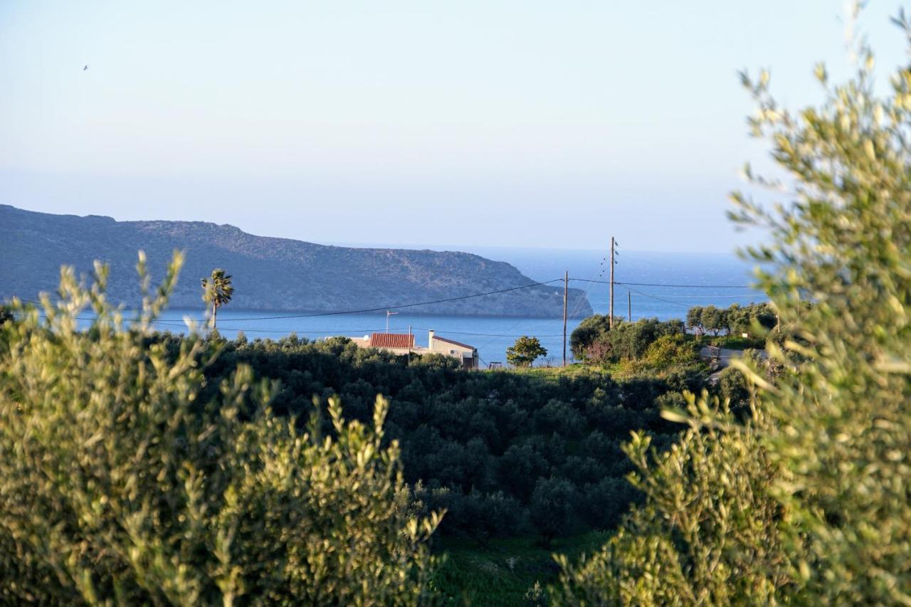 Olive Tree Hillside Apartment Stalós Exteriör bild